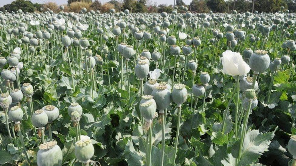Guidance Regarding Opium in India with Cultivation Process
