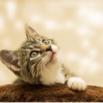 Key Considerations When Buying a Pet Animal